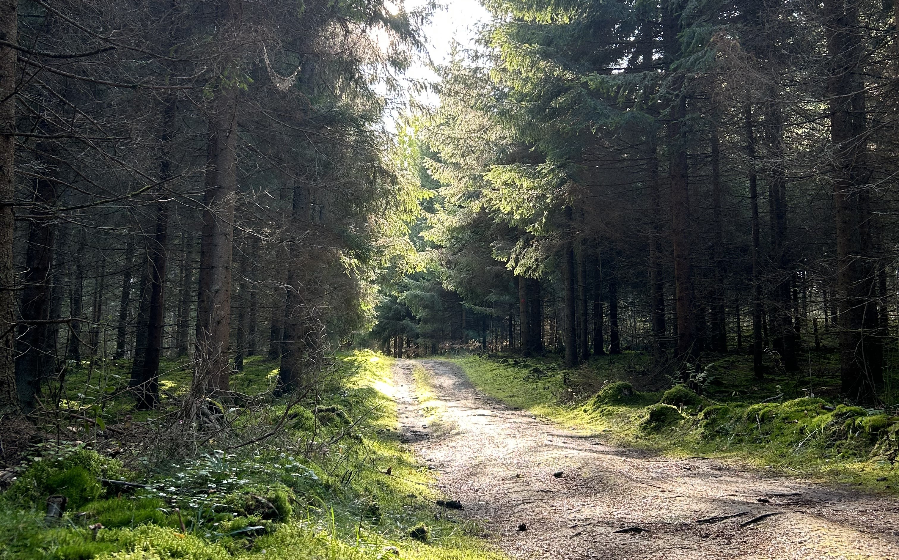 Polku metsässä, aurinko laskee puiden välistä polulle