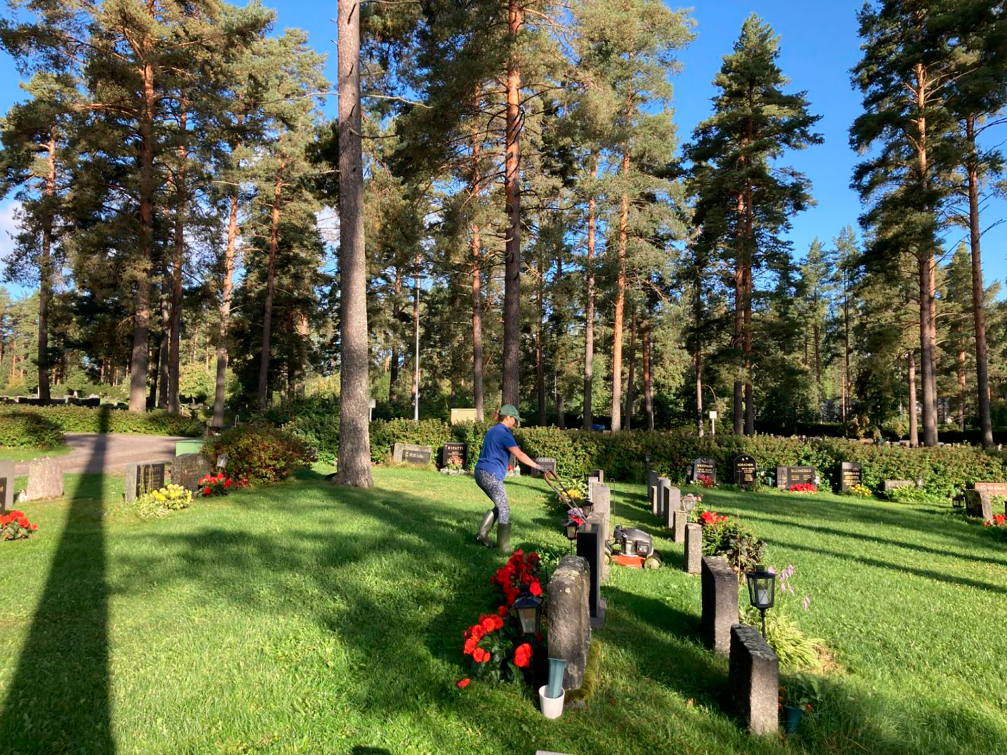 Kausityöntekijä leikkaamassa ruohoa hautausmaalla.