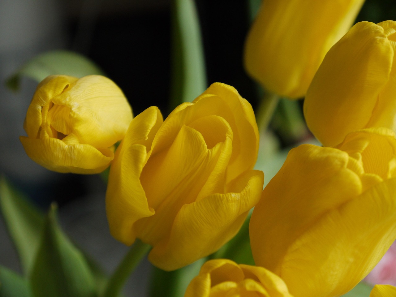 Keltaisia tulppaaneja