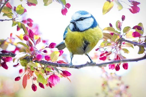 Kuvassa lintu kirsikkapuussa